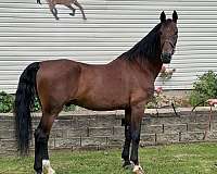 all-around-dutch-warmblood-horse