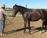 all-around-thoroughbred-horse