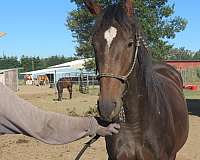 bay-thoroughbred-filly