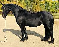 sara-friesian-horse