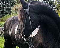 available-friesian-horse