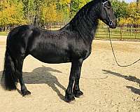 baroque-friesian-horse