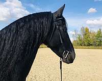 broke-to-ride-friesian-horse