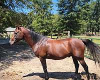 stallion-appendix-thoroughbred-horse