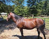 bay-appendix-thoroughbred-stallion