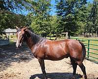 bay-appendix-thoroughbred-horse