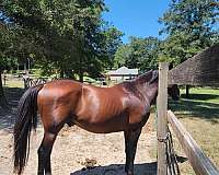 appendix-thoroughbred-stallion