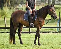 dental-friesian-horse