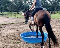 flatwork-friesian-horse