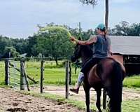 hackamore-friesian-horse