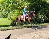 all-around-friesian-horse