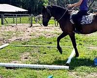 barefoot-friesian-horse