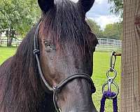 beginner-safe-friesian-horse