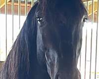 bridle-friesian-horse