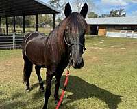 bitless-friesian-horse