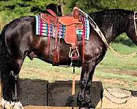 beginner-draft-horse