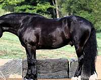 cross-draft-horse