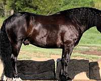 draft-horse