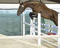 jumper-stallion-dutch-warmblood-horse