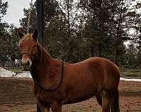 chestnut-4-white-feet-horse