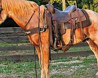 kentucky-mountain-gelding