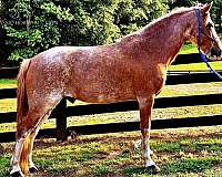 kentucky-mountain-horse-for-sale