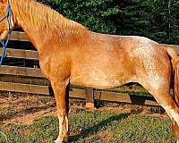 kentucky-mountain-horse