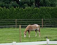 gaited-ranch-horse