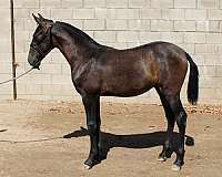 filly-andalusian-horse