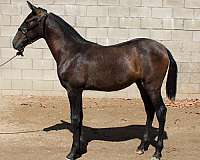 all-around-andalusian-horse