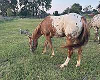 two-back-boots-horse