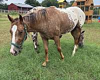 chestnut-forehead-horse