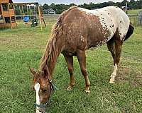 chestnut-two-back-boots-horse