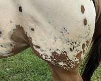 hot-appaloosa-horse