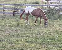 jess-appaloosa-horse