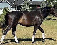 bay-one-star-hind-sock-horse