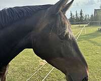 dressage-dutch-warmblood-horse