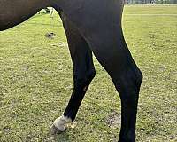 jumper-dutch-warmblood-horse