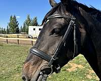 jumping-dutch-warmblood-horse