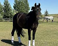 hunter-jumper-dutch-warmblood-horse