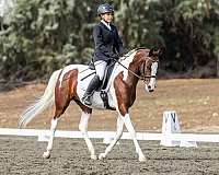 bay-tobiano-arabian-horse