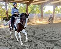 saddlebred-mare-arabian-horse