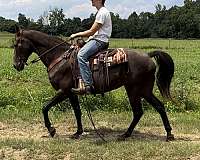 dependable-missouri-fox-trotter-horse