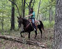 easy-to-manage-missouri-fox-trotter-horse