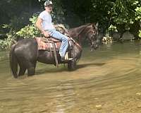 families-missouri-fox-trotter-horse