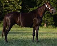 picks-up-all-four-feet-missouri-fox-trotter-horse