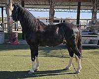 andaluz-iberian-horse