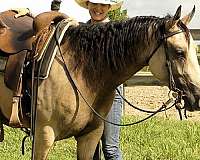 buckskin-quarter-horse-mare