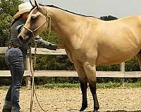 ranch-work-quarter-horse