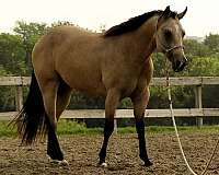 reining-quarter-horse